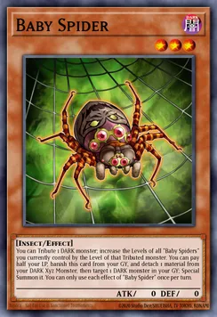 Baby Spider