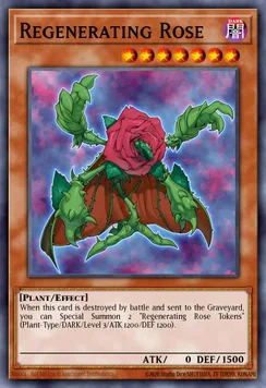 Regenerating Rose