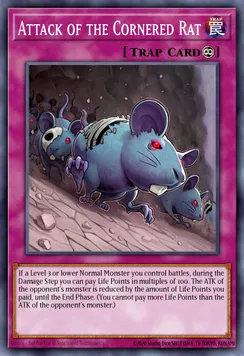 Attack of the Cornered Rat